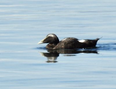 Male juvenile in eclips phase. Ottenby