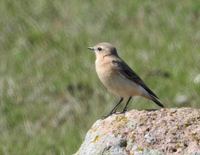 Stenskätta, Oenanthe oenanthe