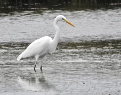 Egretthger (Casmerodius albus) Great Egret, Triberga.jpg