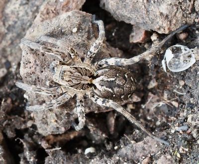 Alopecosa genus