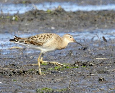 Ruff, Brushane, Calidris pugnax