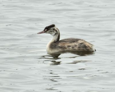 Great-crested Grebe, Skäggdopping