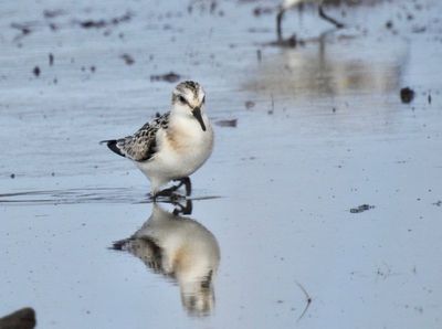 Sandlpare (Calidris alba) Sanderling.jjuv.  pg