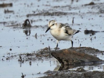 Sandlpare (Calidris alba) Sanderling.jjuv.  pg