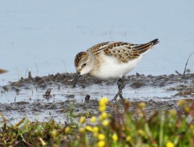 Little Stint, Småsnäppa, Calidris minutus
