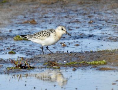 Sanderling, Sandlöpare, Calidris alba