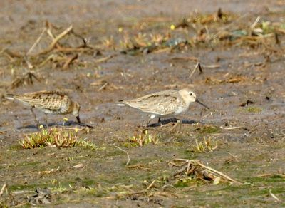 Dunlin, Kärrsnäppa,Calidris alpina