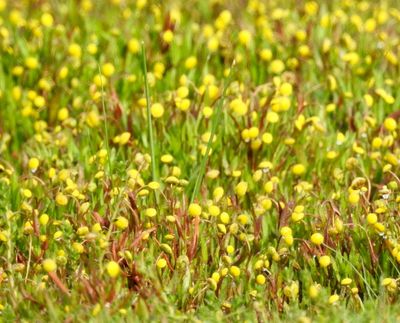 Strandkotula, Cotula coronopifolia
