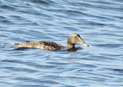 Eider female, Ejderhona   (Somateria mollissima) Otteby .jpg
