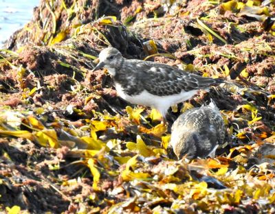 Turnstone, Rokarl