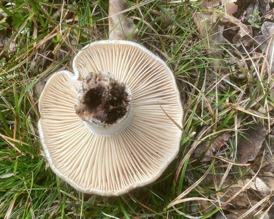 Kremlor, Russula sp.