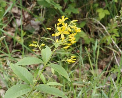 Strandlysing, Lysimachia vulgaris. jpeg