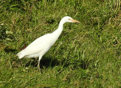 Cattle Egret, Kohger, Bulbucus ibis