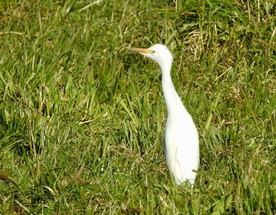 Divers, Grebes and Herons