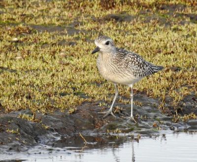 Waders
