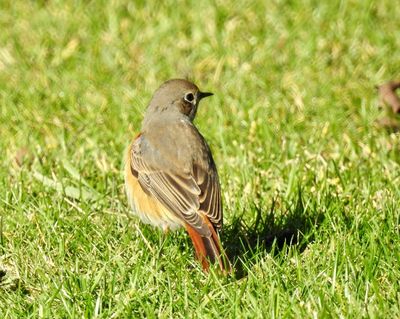Female Redstart taken at Ottenby land .jpeg