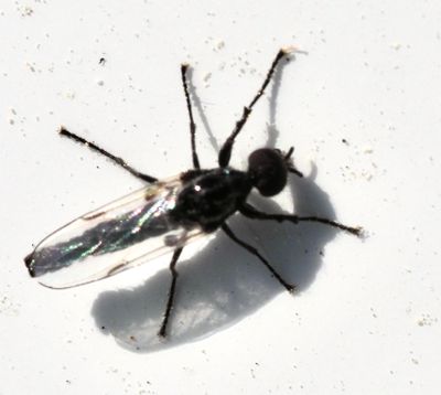 Hårmyggor, Bibionidae