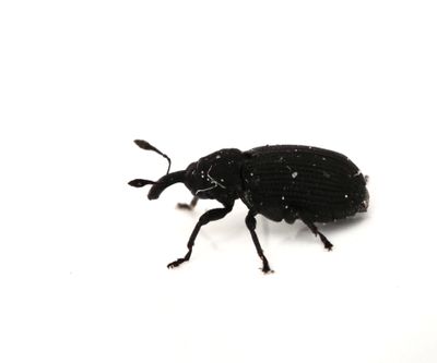 Bjrksplintvivel, Magdalis carbonaria