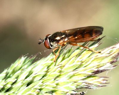 Fotblomflugor, Platycheirus