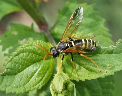 Tenthredo scrophulariae