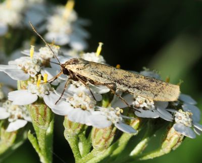 Tiger Moths, björnspinnare, Arctiidae