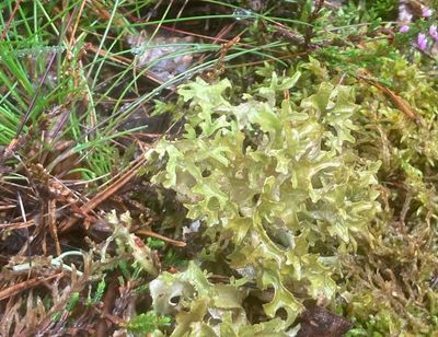 Svll-lav, Cladonia turgida