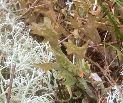 Cladonia genus