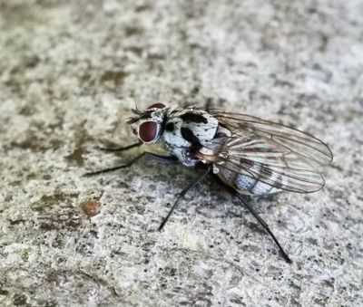 Anthomyia pluvialis.jpg