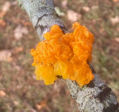 Gullkrös, Tremella mesenterica. jpeg
