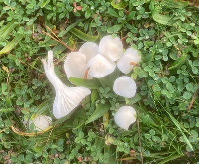 Agarics, gilled mushrooms
