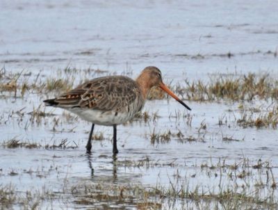 Black-tailed Godwit, Rdspov (Limosa limosa)