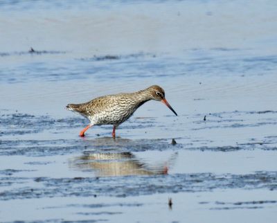 Redshank, Rödbena.jpeg