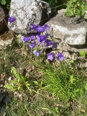 Bell Flowers, Klockor, Campanulacae