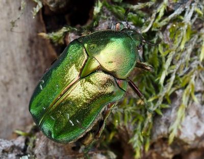 Swedish Scarab Beetles, Bladhorningar  (Scarabaeidae)