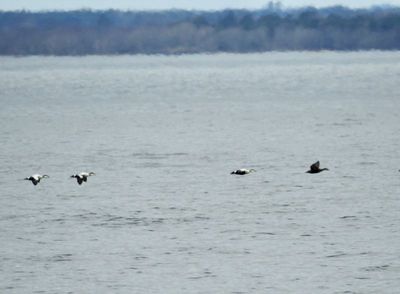 Eider duck, Ejder, Somateria mollissima