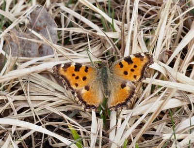 Large Tortoiseshell, Krsbrsfuks