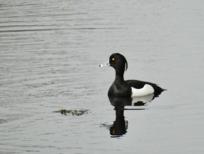 Tufted Duck, vigg, Aythya fuligula