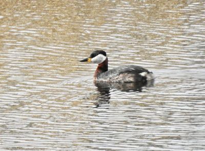 Red-necked Grebe, Grhakedopping