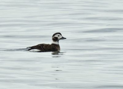 Long-tailed Duck, Alfågel, Clangula hyemalis