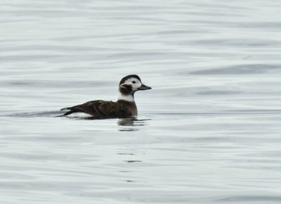 Long-tailed Duck, Alfgel, Clangula hyemalis