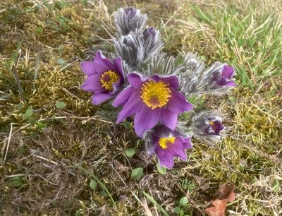 Pasque flower, Backsippa