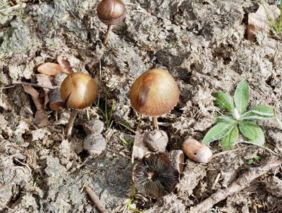 Agarics, gilled mushrooms