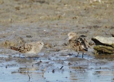 Mosnppa, Temminck's stint, Calidris temmincki