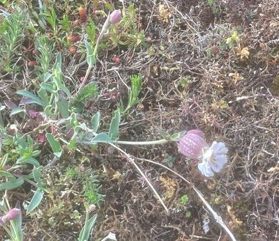 Alvarglim, Silene uniflora. jpeg