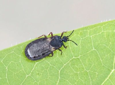 Aradus genus, barkskinnbaggar