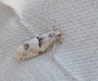 Epinotia genus