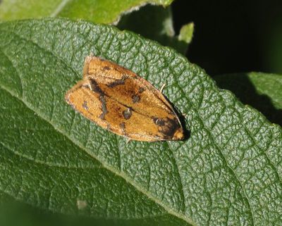 TORTRIX MOTHS in SWEDEN, VECKLARE (Tortricidae)