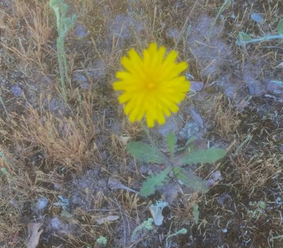 Rotfibbla, Hypochoeris radicata. .jpeg