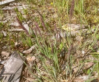 Luddtåte, Holcus lanatus