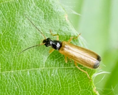 Soldier Beetles, Flugbaggar (Cantharidae)